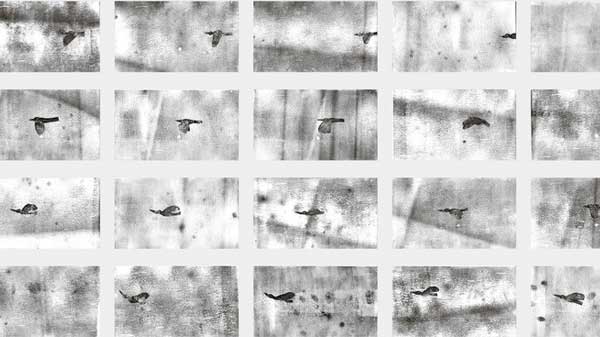 Multiple black and white images of a bird in flight